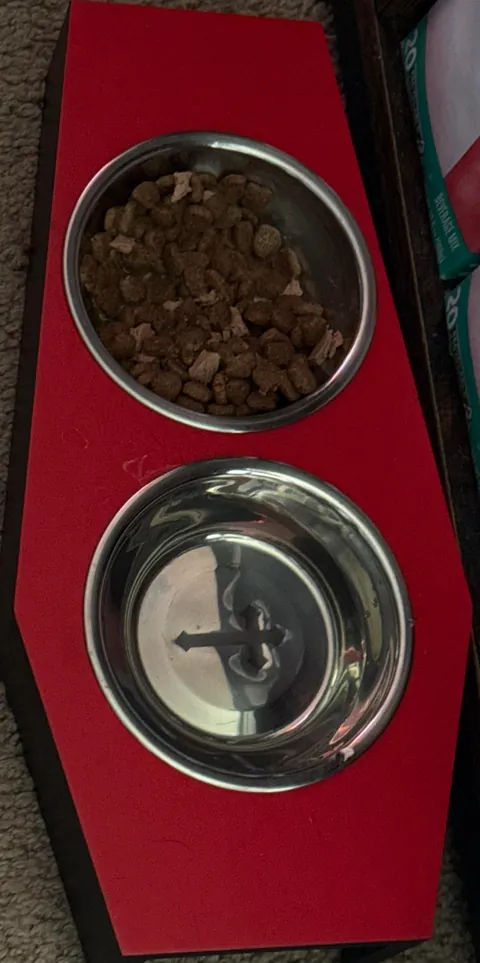 My cats first Halloween 🎃