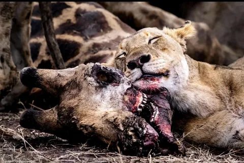 A moment where a lioness is sleeping or resting, leaning against the head of a giraffe she has recently hunted