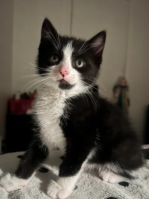 Pluto: 1 month to 1 year