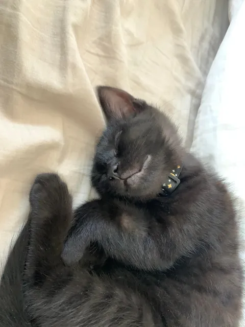 I lost my soul cat 💔