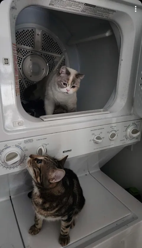 Hired professionals to fix my Dryer/Washer