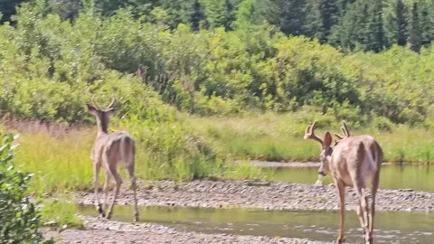 🔥Mother moose charges out of the water at two White-tailed Deer that woke up her calf. [OC]