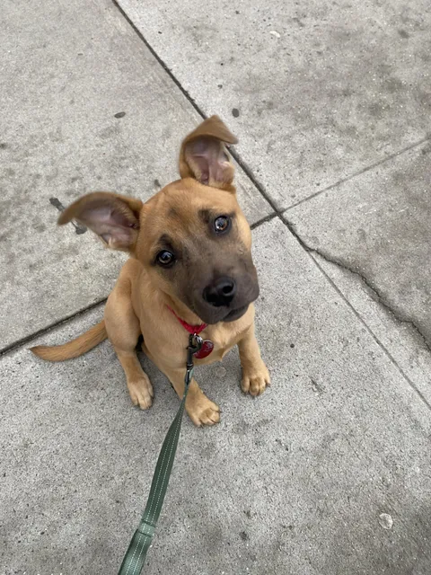 My beautiful foster. I’m totally gonna foster fail lol