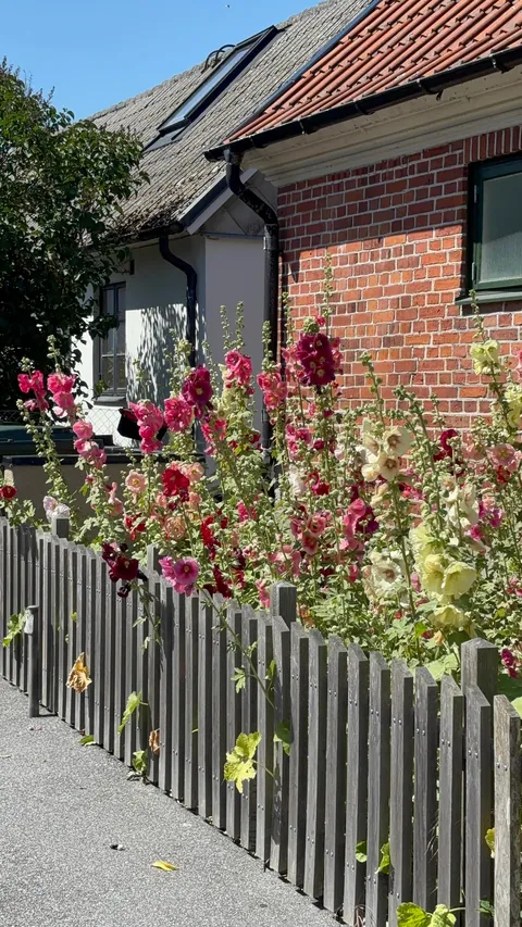 Hollyhock season!