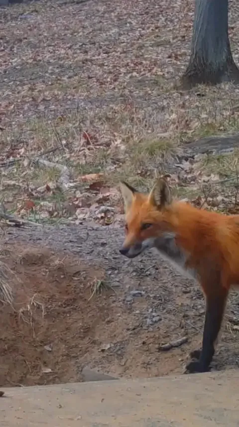 Red fox mother greeted by a group of cubs.