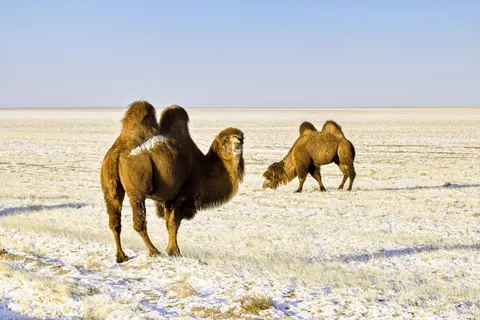Mongolia in winter - the frozen wonderland