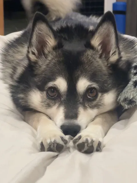 In between begging for food and barking at the very familiar neighbors, she can be kinda cute sometimes 😍