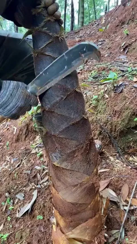 Peeling a bamboo shoot