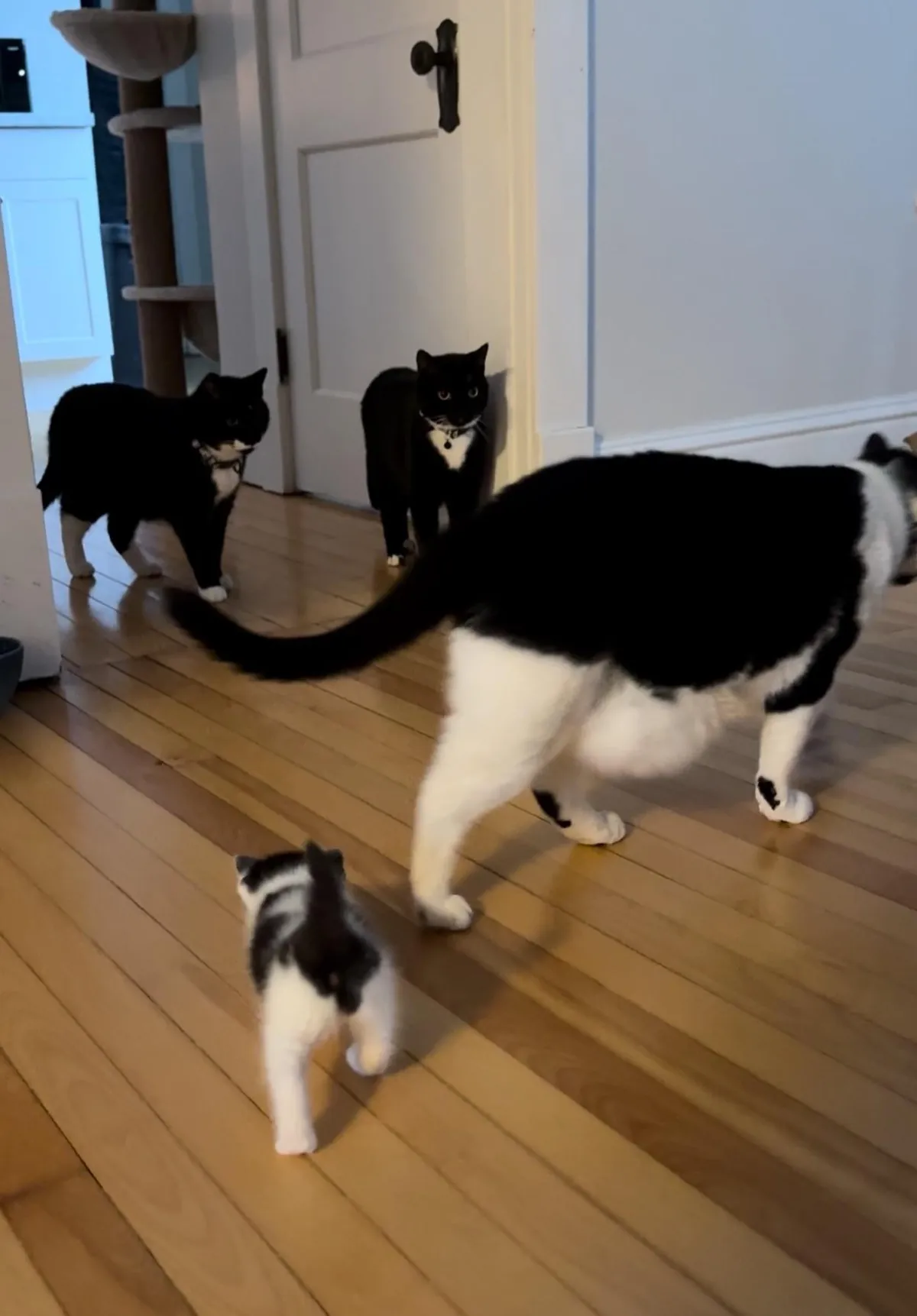 Found this kitten outside-not only is she sweet &amp; healthy, she fits right in with my other 4 cats.