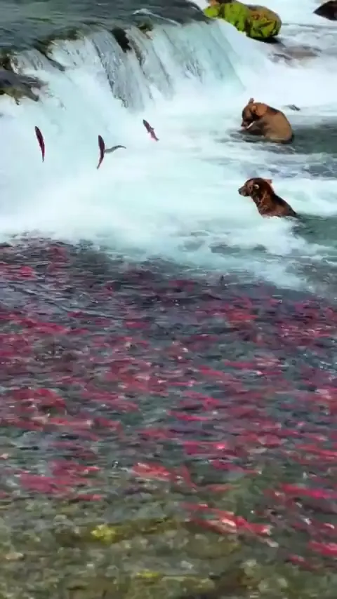 🔥 Sunday Bear Buffet