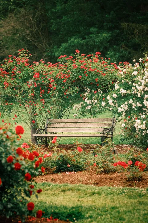 Rose Season in New England 🥀🌹