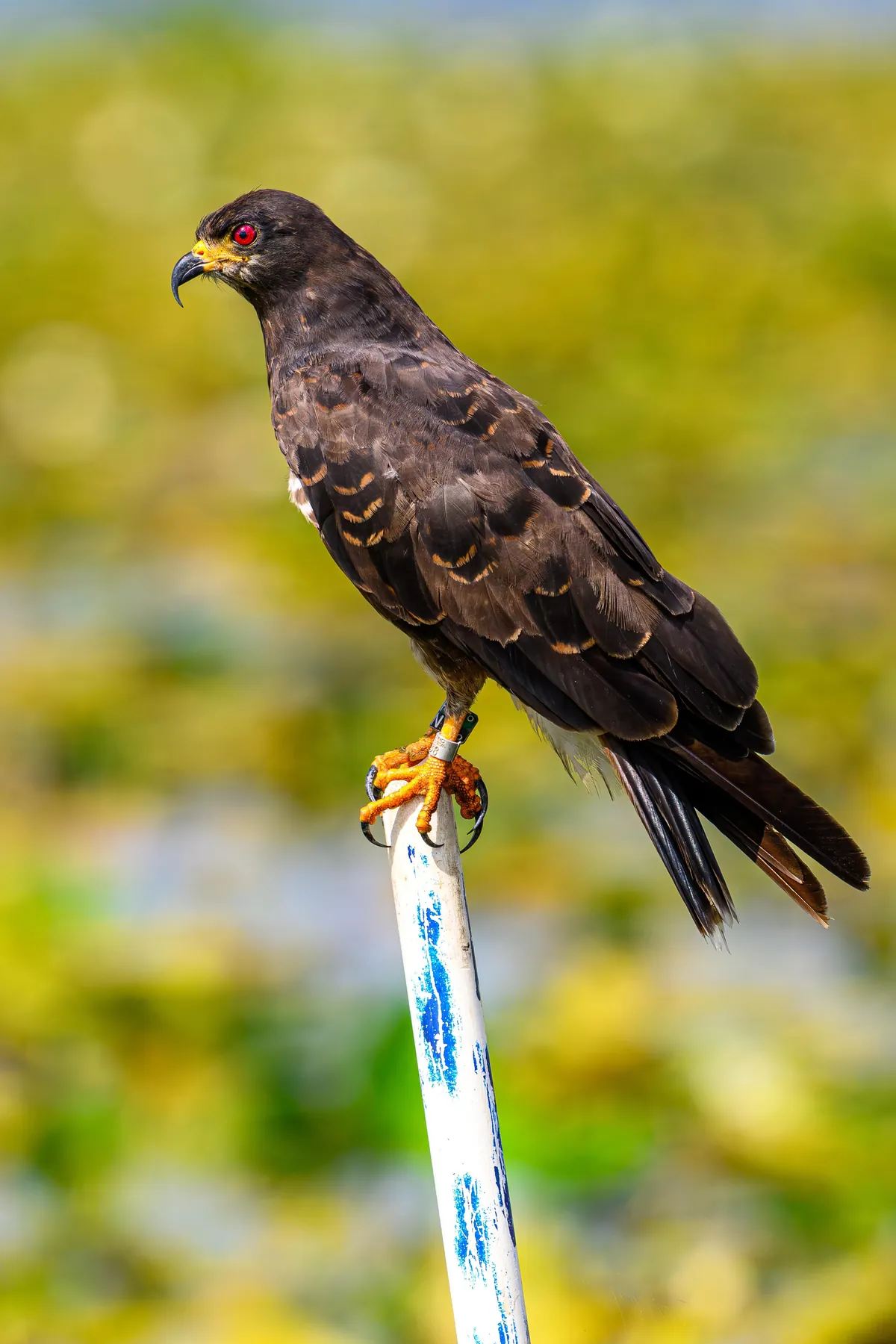 🔥 The Endangered Florida Snail Kite