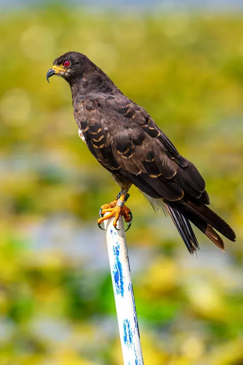 🔥 The Endangered Florida Snail Kite