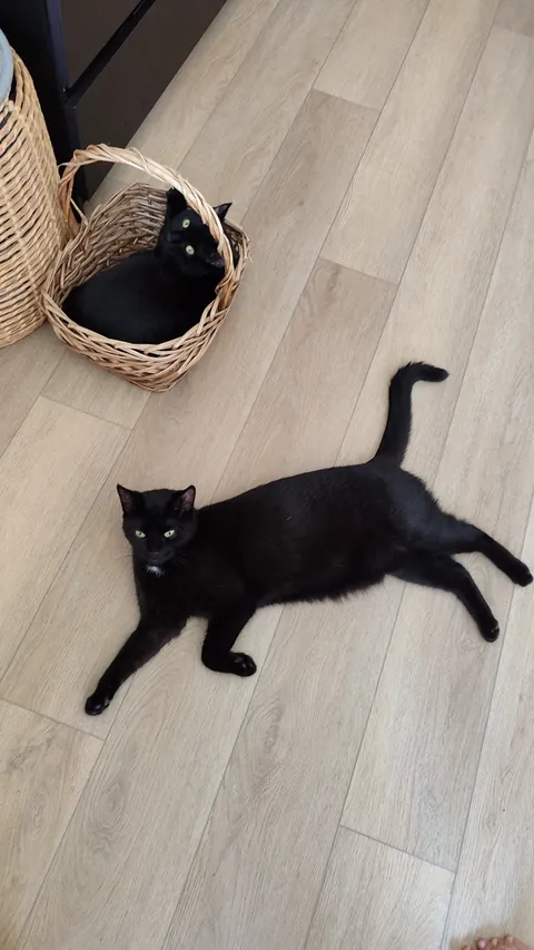 My very bonded pair, Harry and Peter. The bastards never cuddle with me.