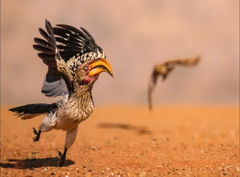 🔥 19 images from the Comedy Wildlife People's Choice Awards