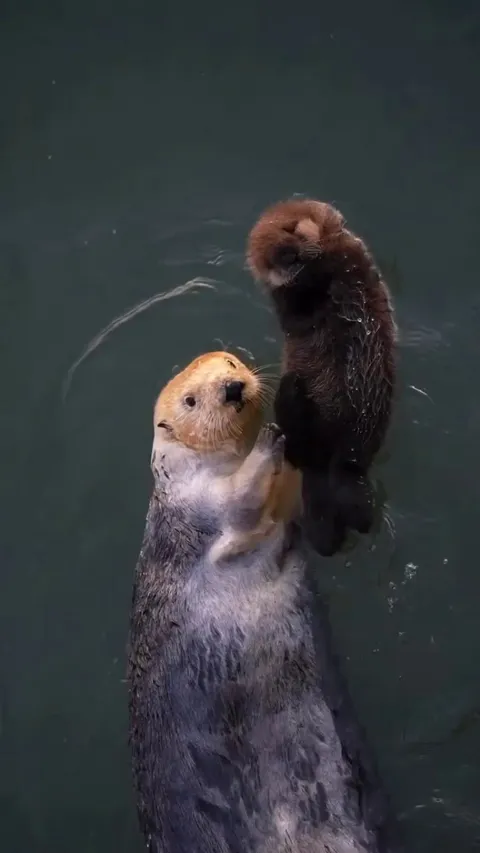 🔥 The sea Otter (Enhydra lutris)