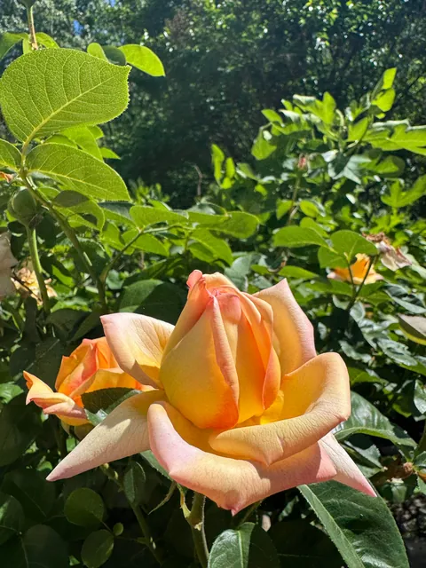 This was free and dying at home-depot 8 years ago and look at her now