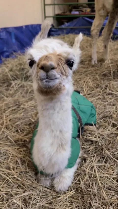 We Had a Baby Llama Born This Morning! She's About Five Hours Old in This Video.