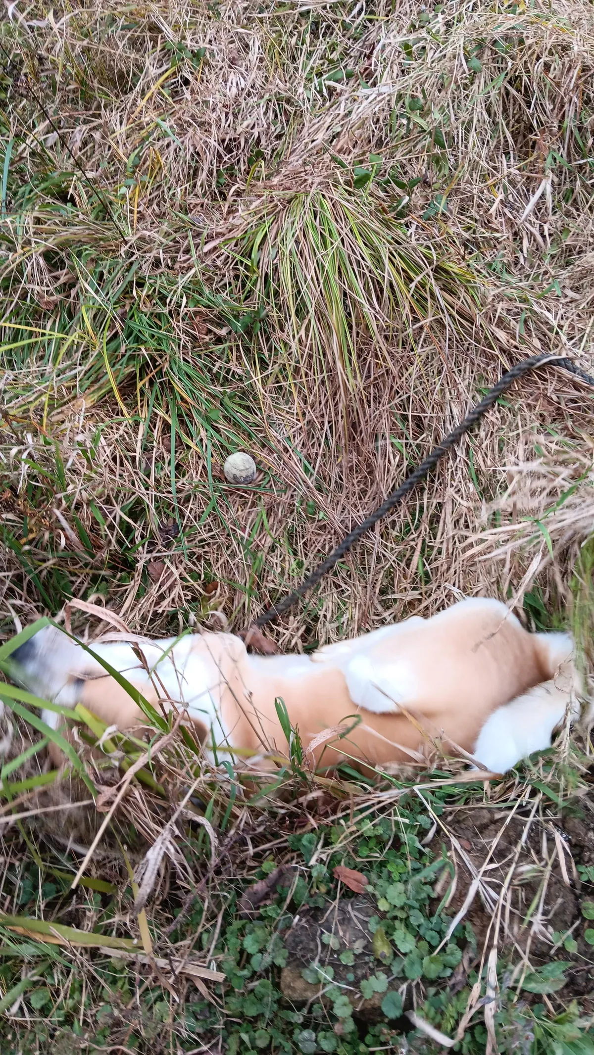 [OC]He saved the ball ...but couldn't save himself.