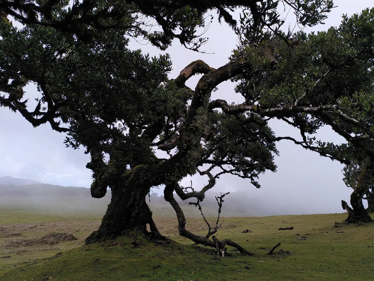 Madeira is a paradise for nature lovers. Five days on the island in pictures.