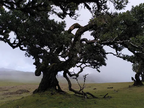 Madeira is a paradise for nature lovers. Five days on the island in pictures.