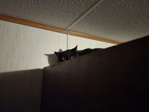 New void which promptly disappeared for more than the time for a missing person report. Finally found him...