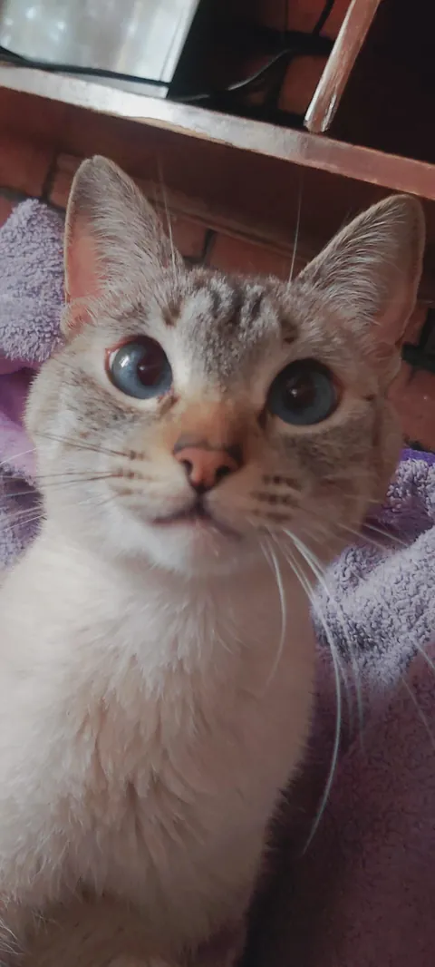 “My little cat just turned 3 today! I love this fluffball so much 😸”