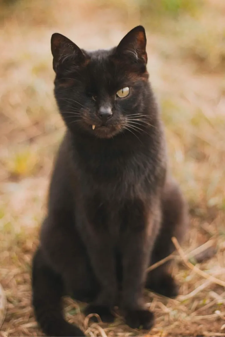 I volunteer at a cat hospice and it’s a place full of love