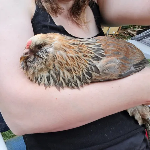 My chicken will follow / stare at me until I hold her. She will stay for at least 20 minutes