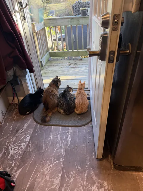 Security cats protecting  the house from the leaves this AM.