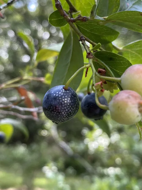 This blueberry was covered in silver specks