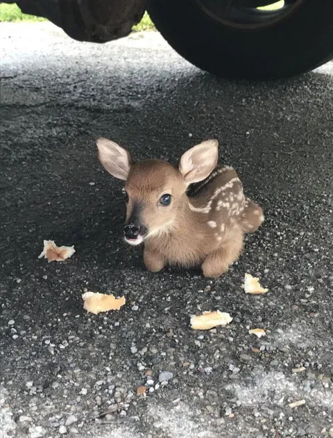 Baby deer...so tiny