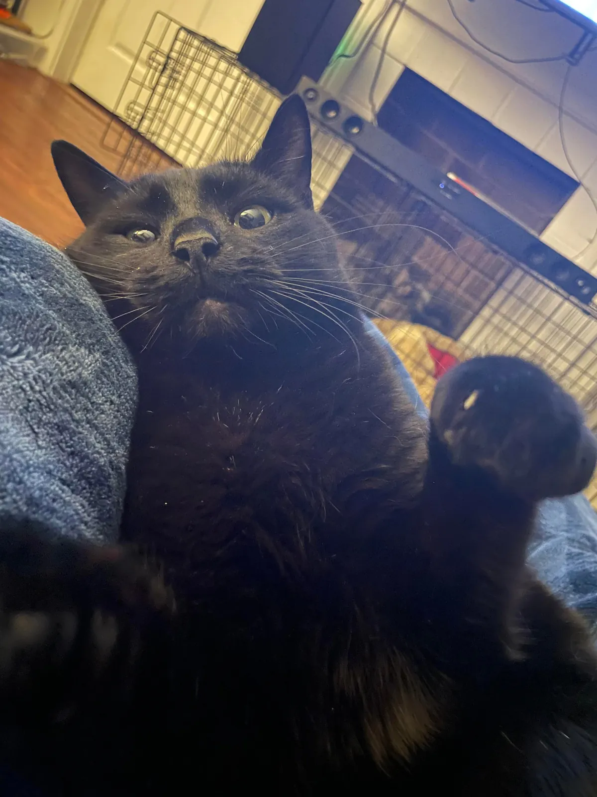 My cat died yesterday, so I wanted to share some of my favorite pictures of him