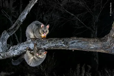 🔥Nominees for the Nuveen People’s Choice Award from Wildlife Photographer of the Year 2026