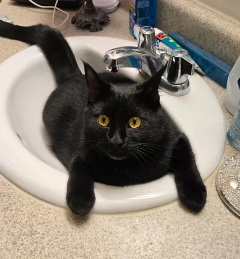 The Results are In: Albert Francois "Albie" is a monorchid!