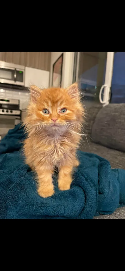 Hello World, meet Edward!