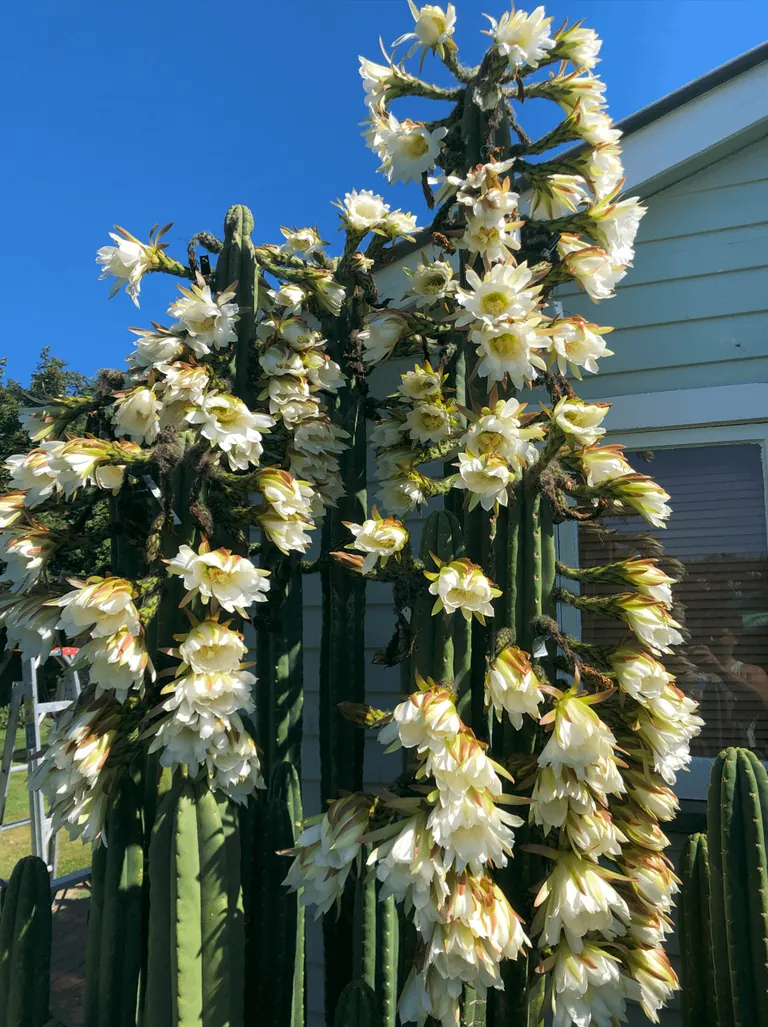 A bit unhinged, yes, but swipe for the flowers