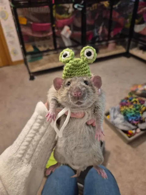 The cutest rats with hats!