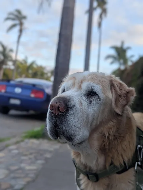 Old doggo thinks he's a pupper