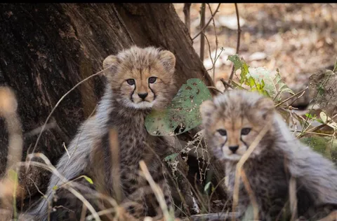 These are one of the first cheetah cubs born in India after they went fully extinct(in India) during the British rule due to Hunting and poaching.