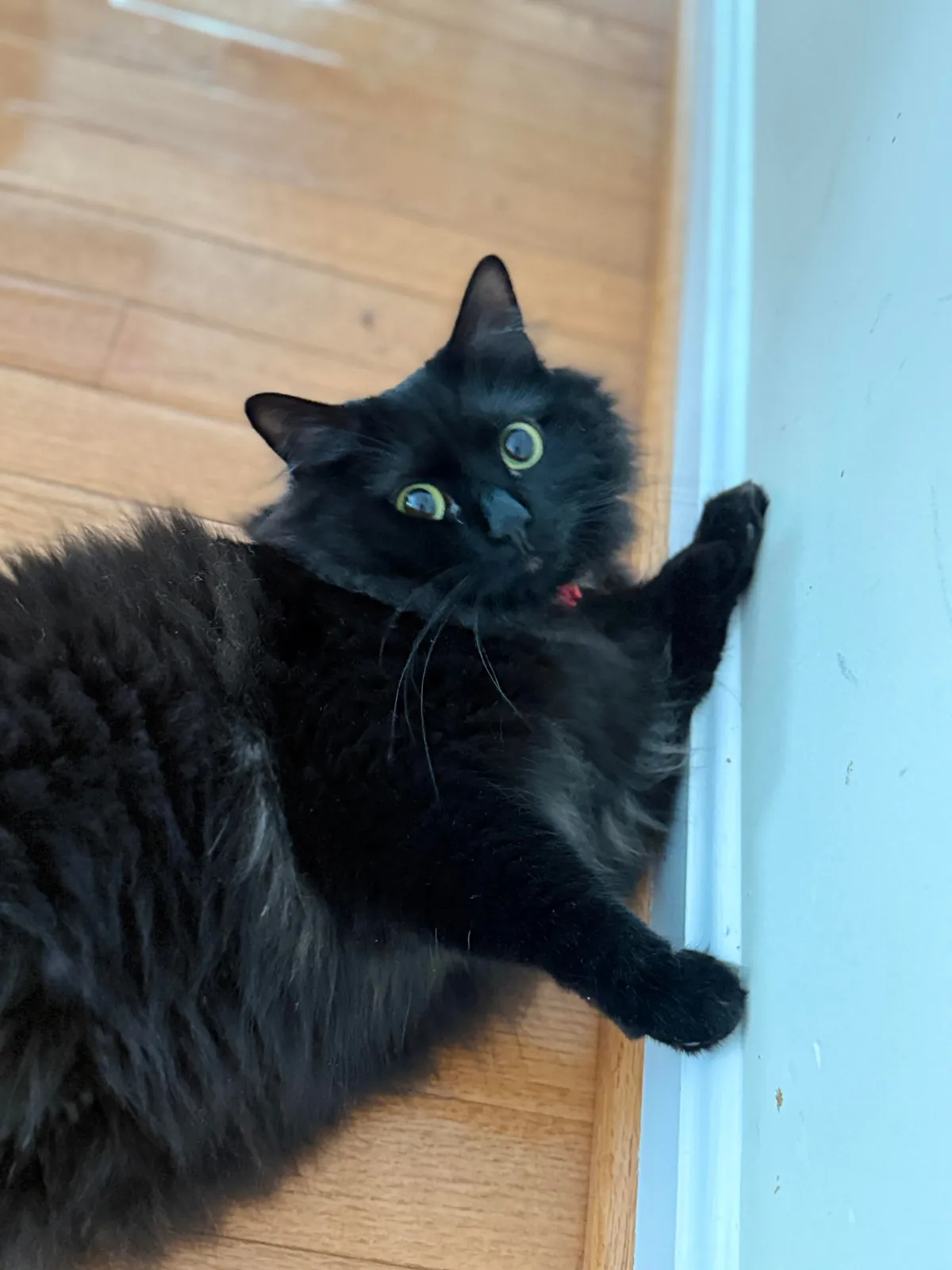 Meet Ahsoka, my brothers' cat