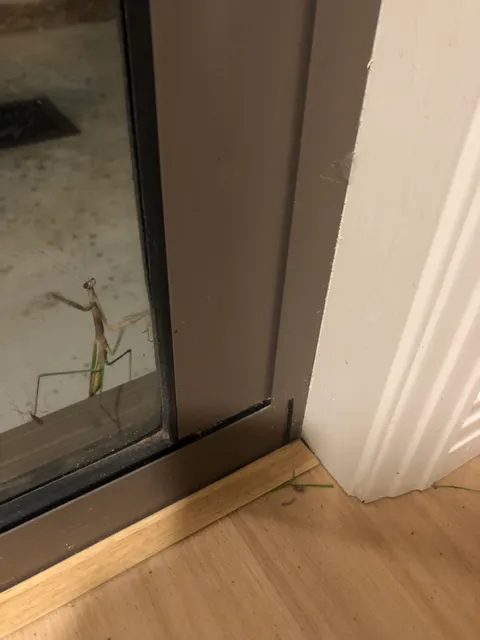 Why is preying mantis requesting access to indoors? It’s pretty persistent and keeps knocking. It’s come in before but keeps coming back
