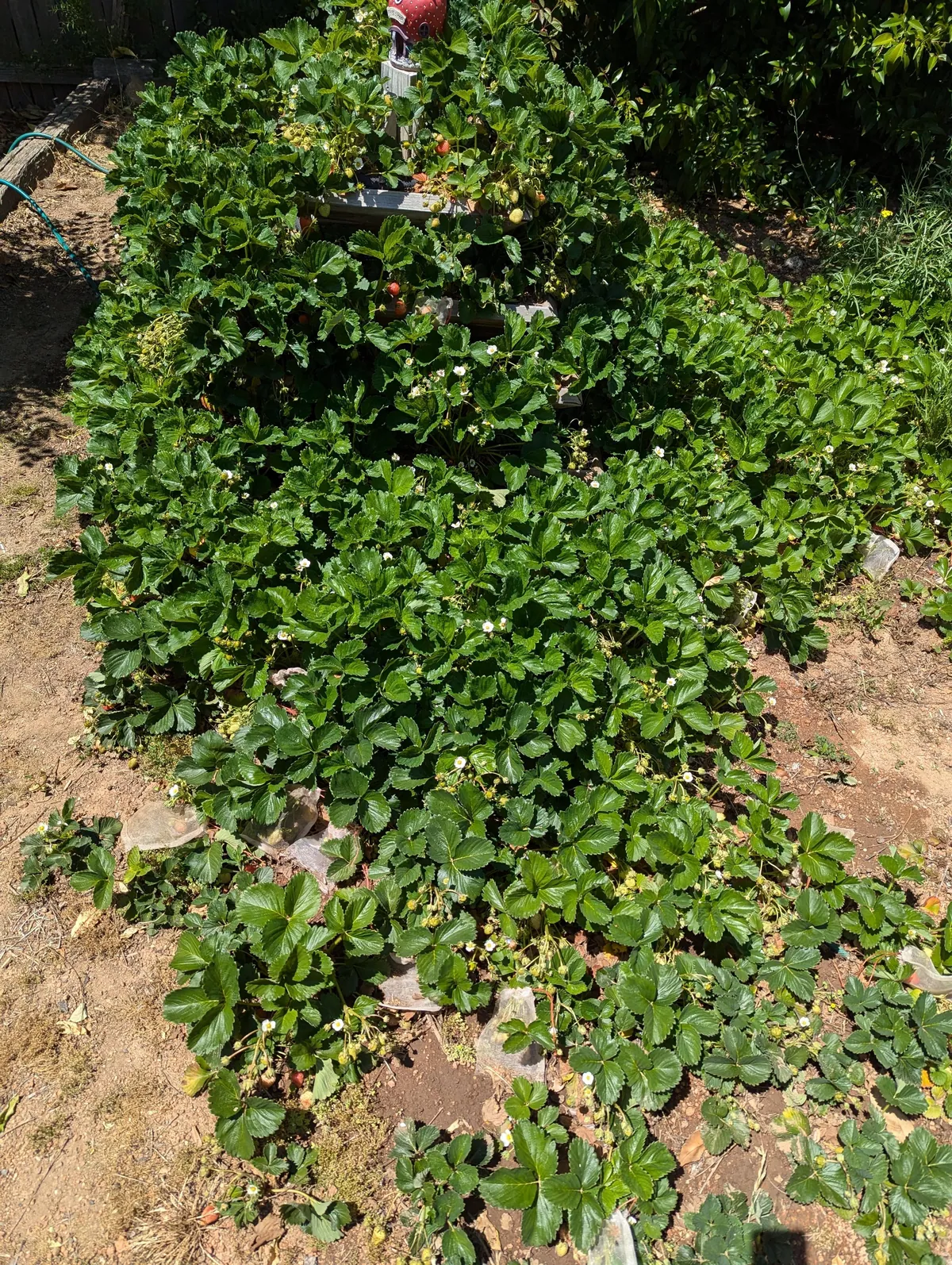 The strawberry pyramid 
