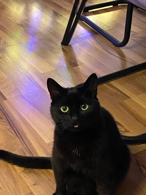 My cat looks so silly.