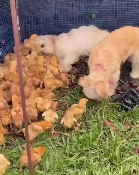 he’s in love with the chicks 🤭