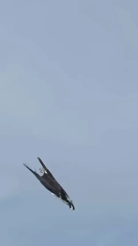 Osprey emerges from water, casting its glare in photographer’s direction