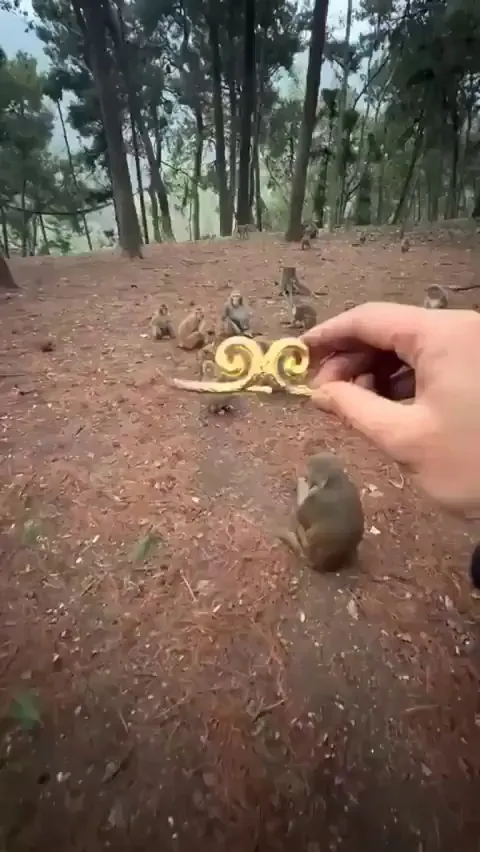 She was ready for the coronation 👑