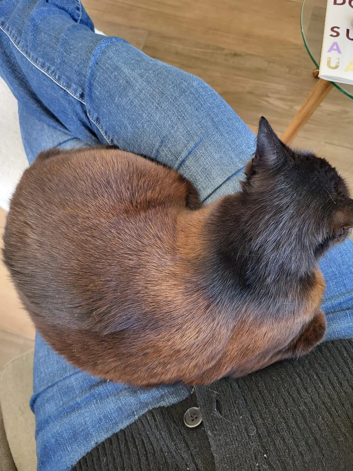 Why is my (black) cat rusting?!