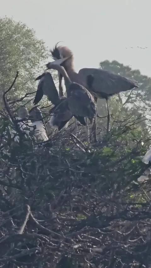 🔥🔥 Mother great blue heron being annoyed by her nesting juveniles. Wakodahatchee Wetlands, FL 2/22/26 🔥🔥