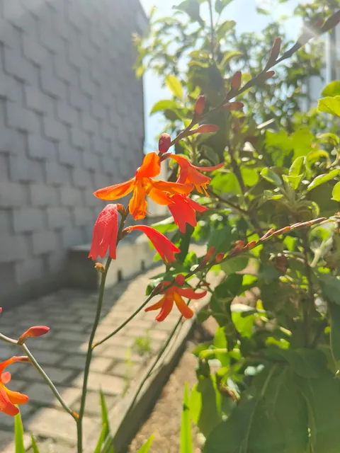 No one cares much about my flowers so I thought to share them here